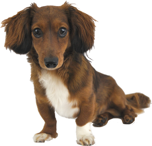 Tachshund PNG Download Afbeelding