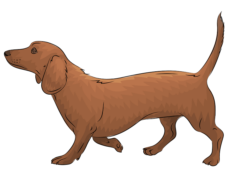 Immagine di PNG gratuita per pet dachshund