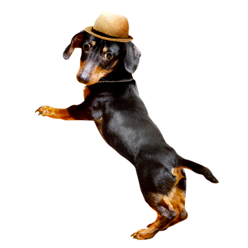 Dachshund Pet PNG Image Background