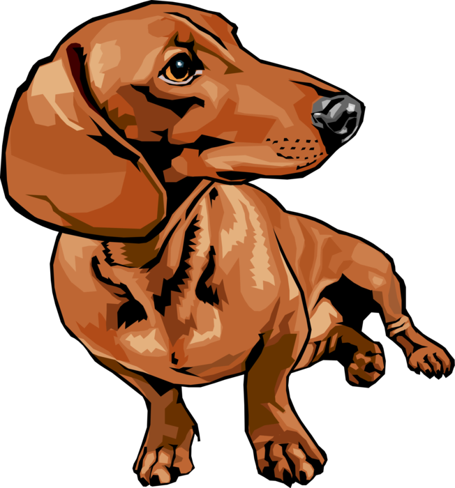 dachshund pet PNG صورة