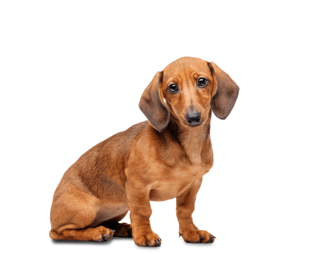 dachshund pet PNG صورة شفافة