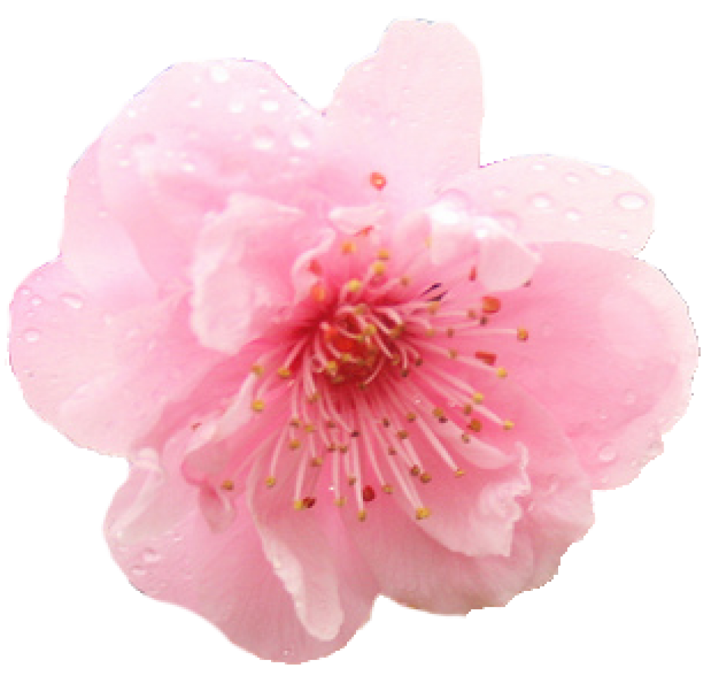 Fichier PNG de fleur de cerisier de printemps