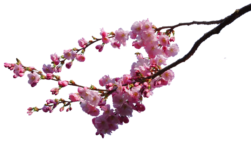 Imagen PNG de la flor de cerezo de primavera