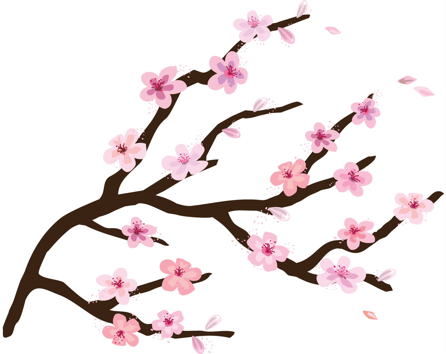 Frühlingskirschblüten-PNG-Fotos