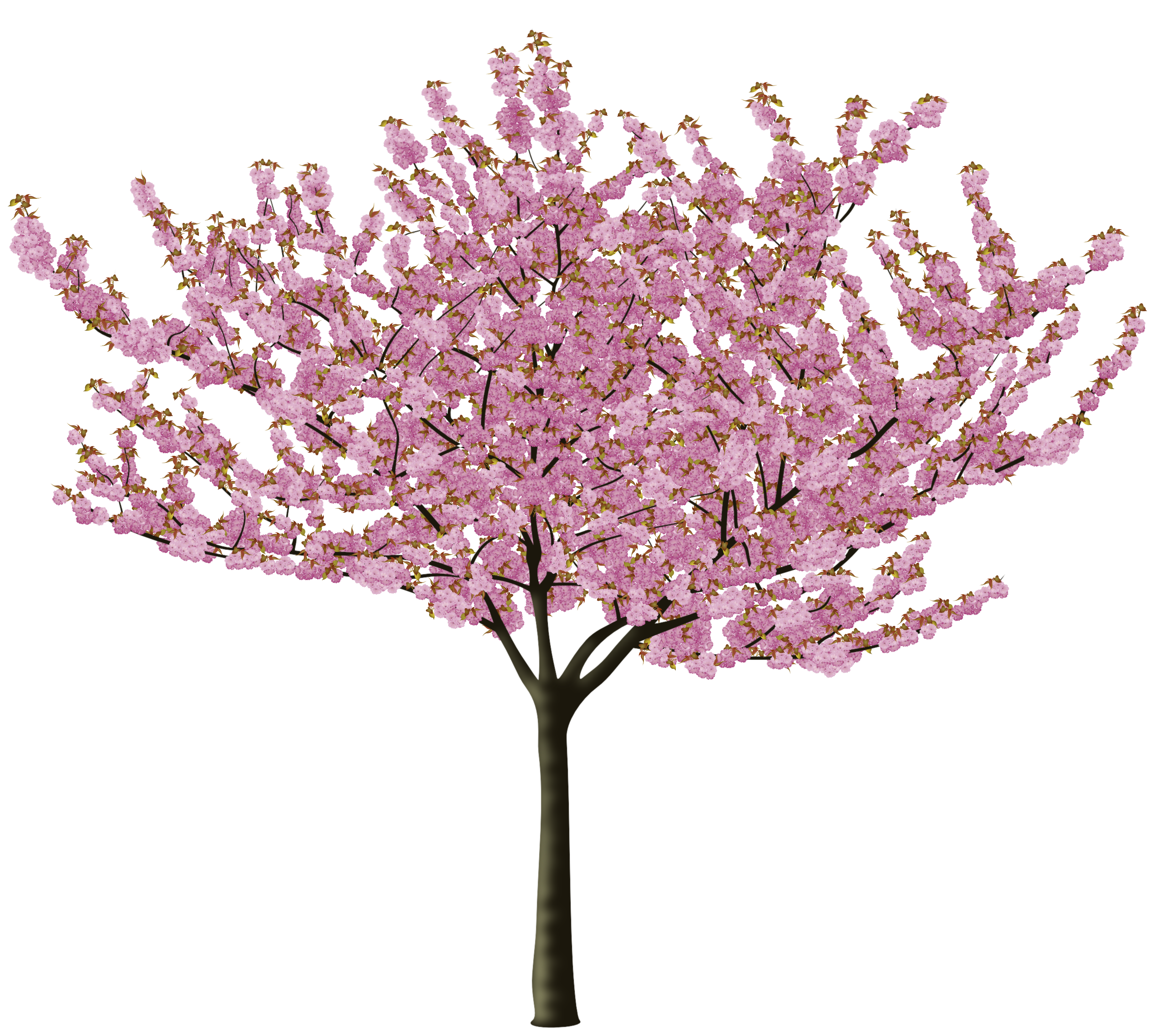 Spring Latar Belakang Transparan Cherry Blossom