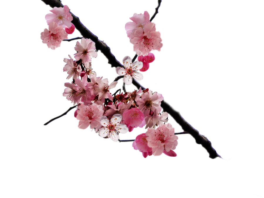봄 벚꽃 투명한 PNG