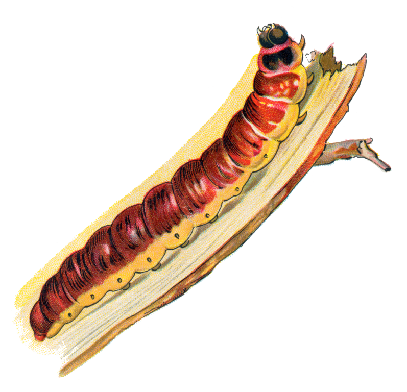 Vektor Caterpillar PNG-Datei
