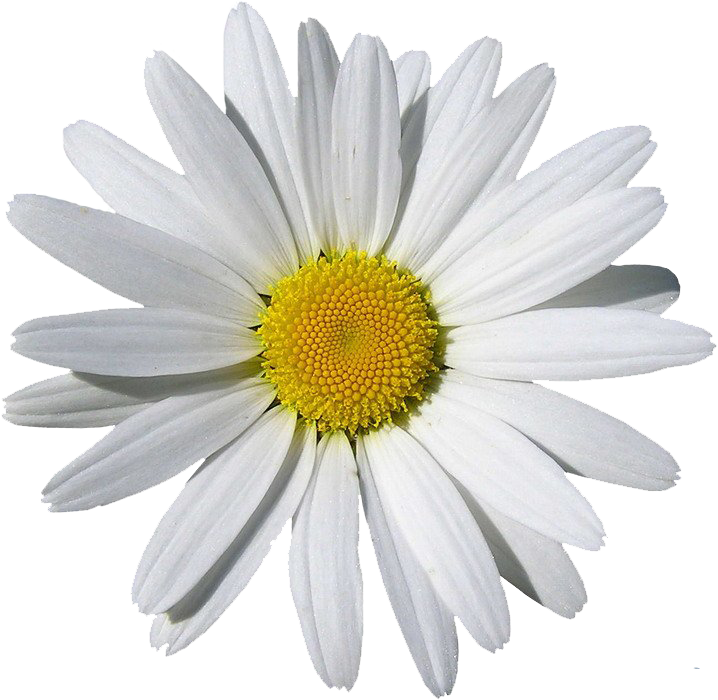 Gambar PNG chamomile putih