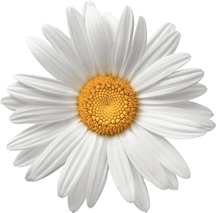 White Chamomile Transparent PNG