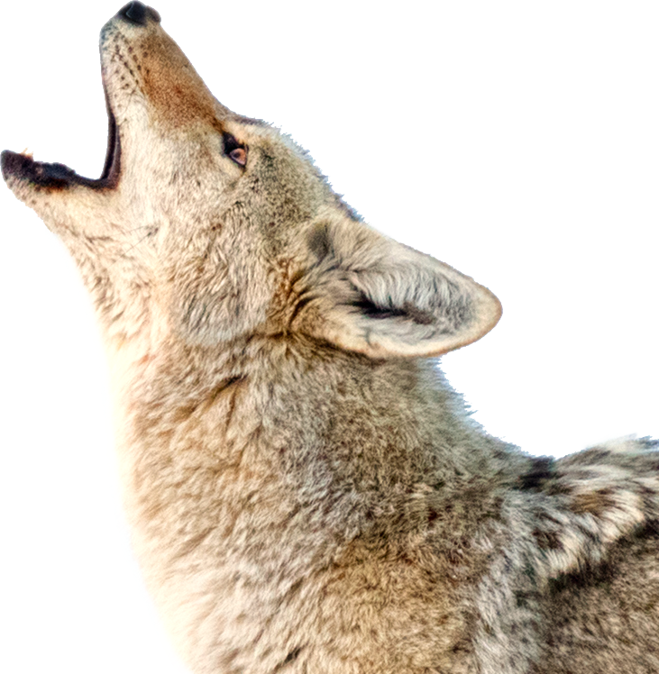 Coyote Download PNG Image