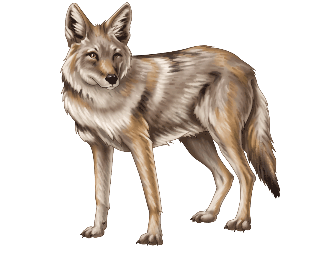 Coyote Free PNG HQ Image