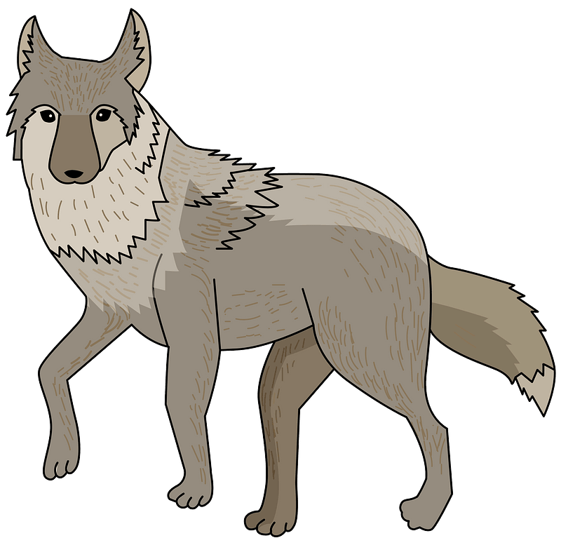 Coyote Free PNG Image