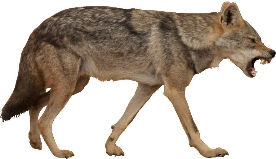 Coyote PNG Download Image