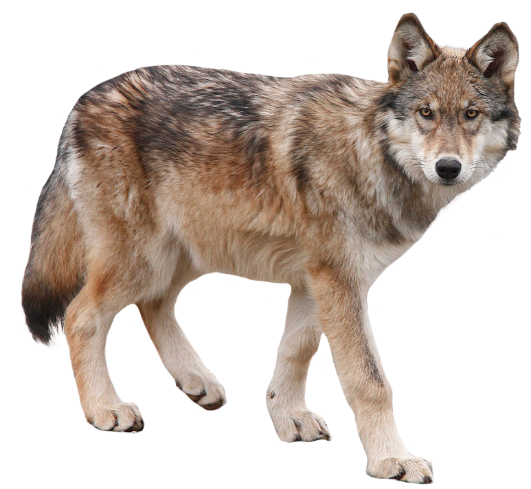 Coyote PNG Image HQ