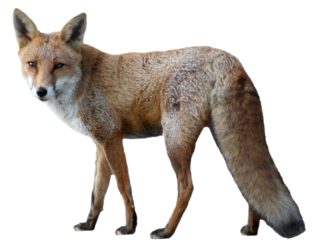 Coyote PNG Photo HQ