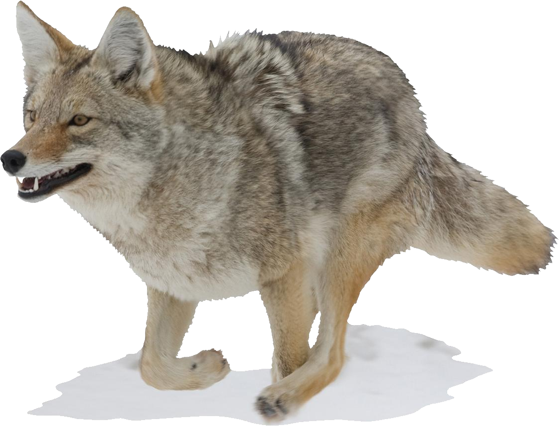 Coyote PNG Picture