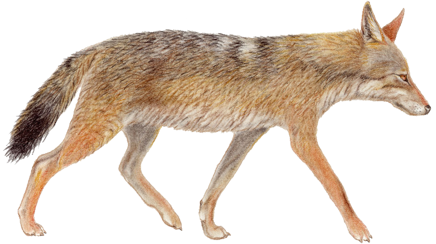 Coyote Transparent Image