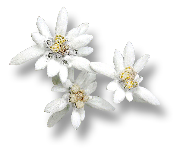 Edelweiss PNG Download HQ Image