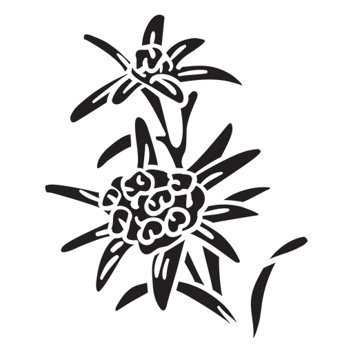 Edelweiss PNG Download Image