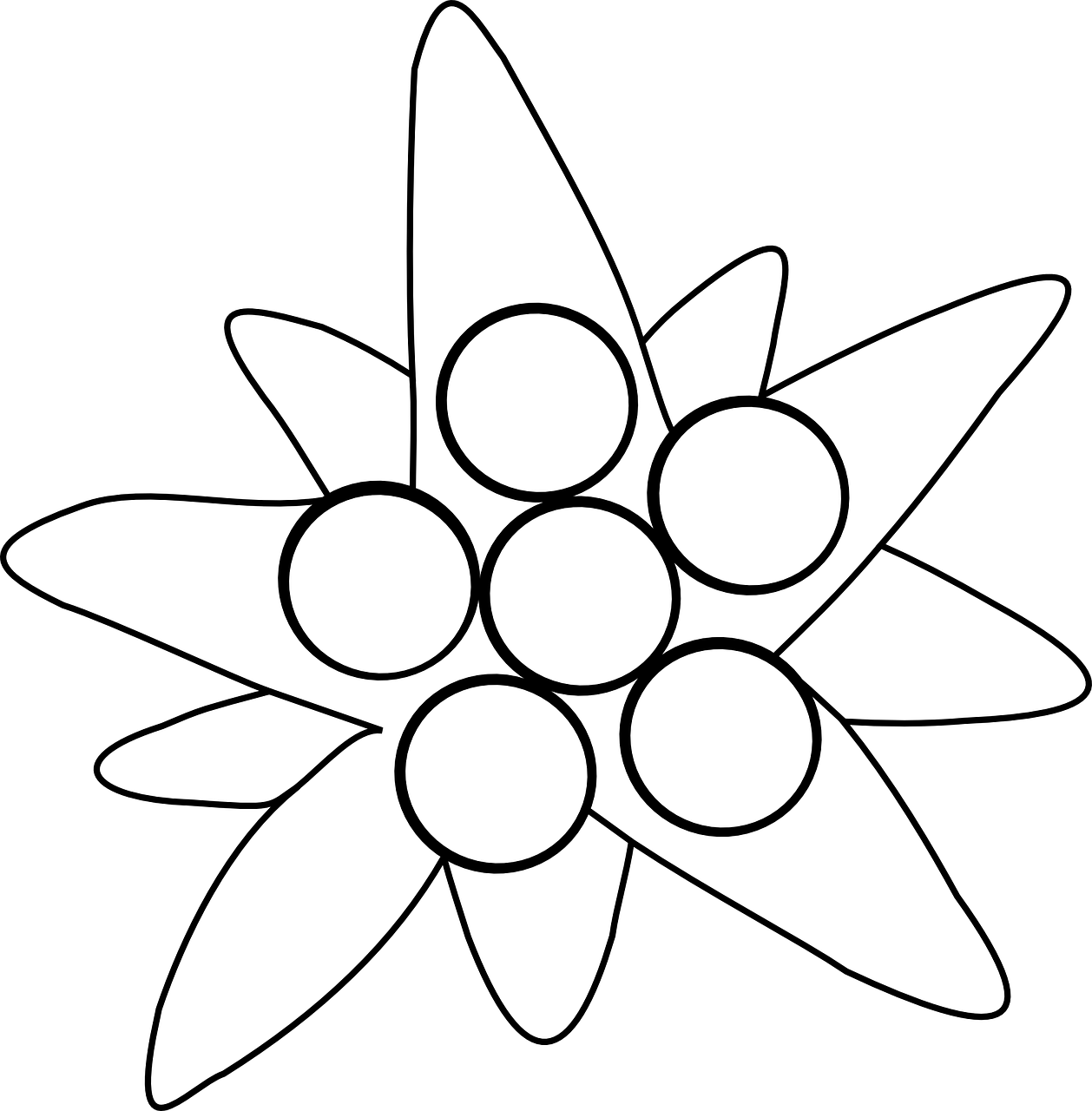 Edelweiss PNG Free HQ Download