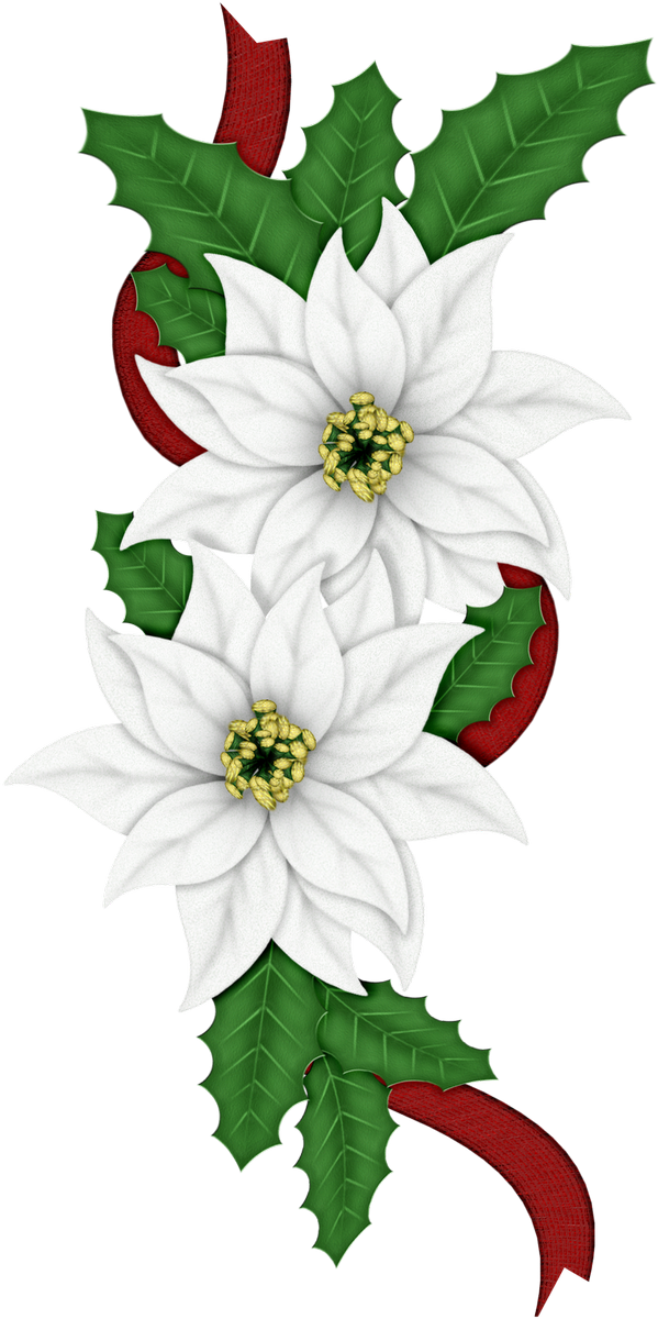 Edelweiss PNG Image Background