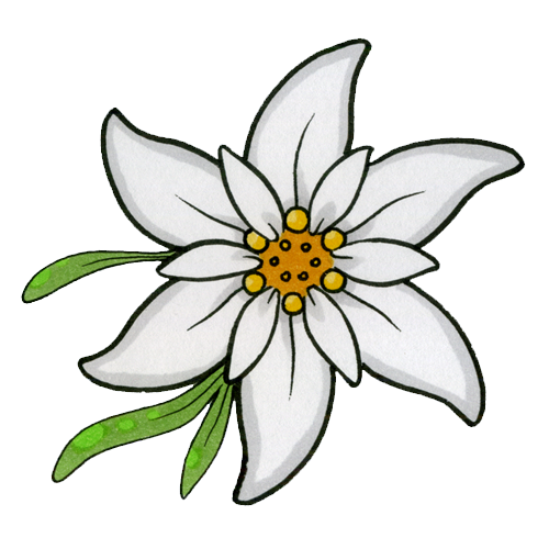 Edelweiss PNG 이미지 본사
