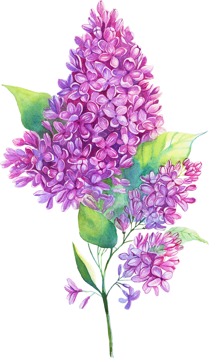 Edelweiss PNG Image Transparent
