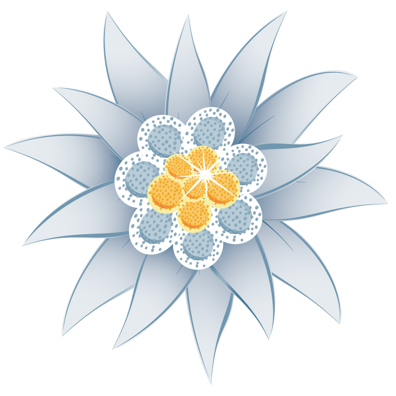 Edelweiss PNG Photo HQ
