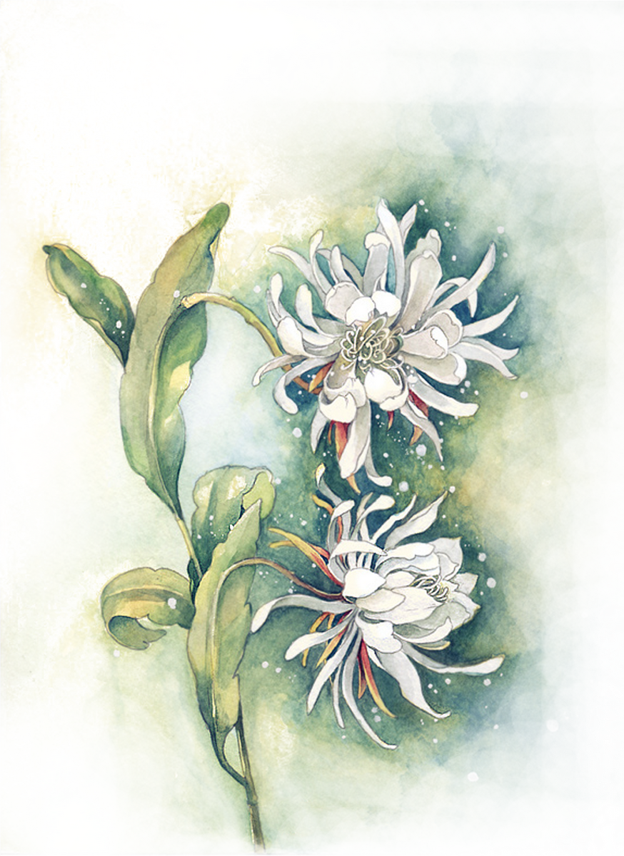 Edelweiss PNG Photo