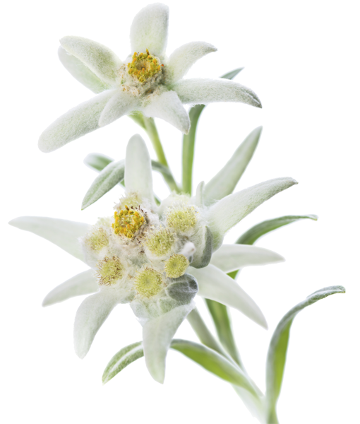 Edelweiss PNG Pic HQ