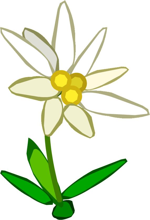 Edelweiss PNG Рисунок
