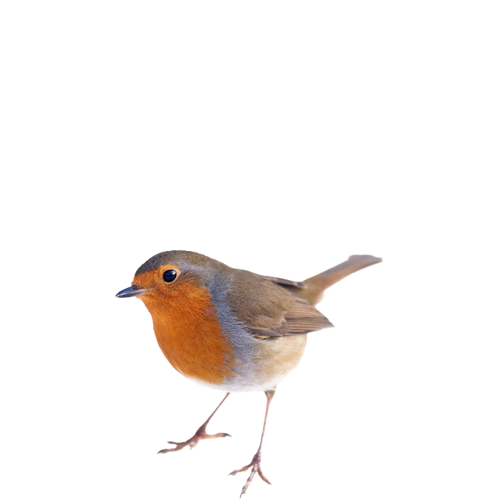 Europese Robin Bird Free PNG HQ-afbeelding