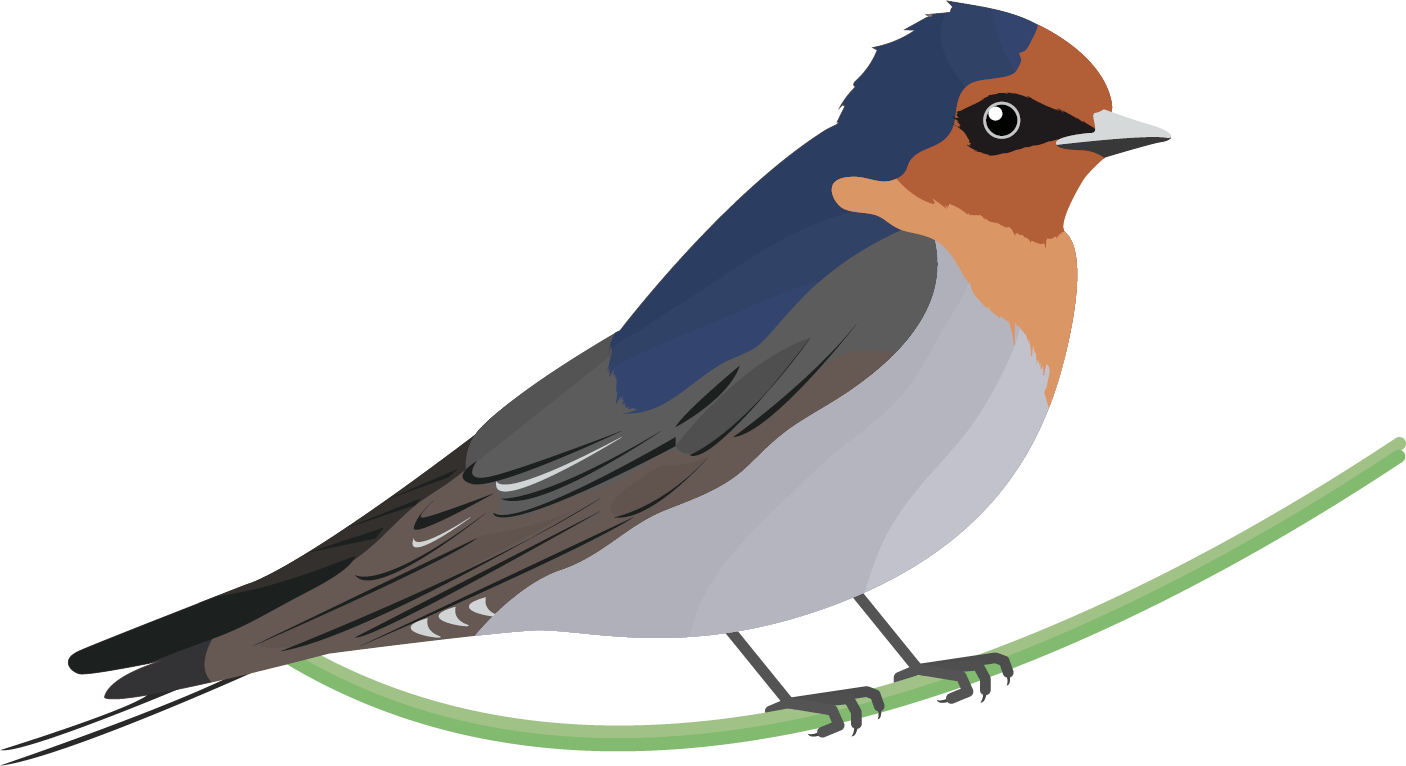 European Robin Bird PNG Unduh Image