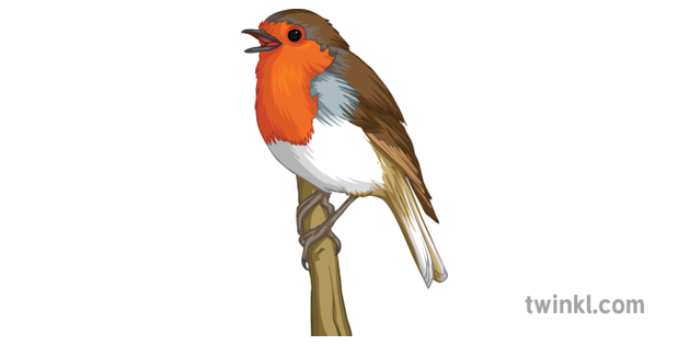 Europäischer Robin Bird PNG Kostenloser Download