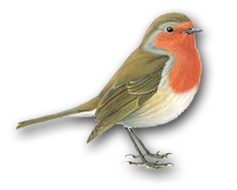 Europese Robin Bird PNG HQ Pic