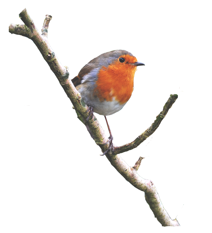 Europese Robin Bird PNG HQ-afbeelding