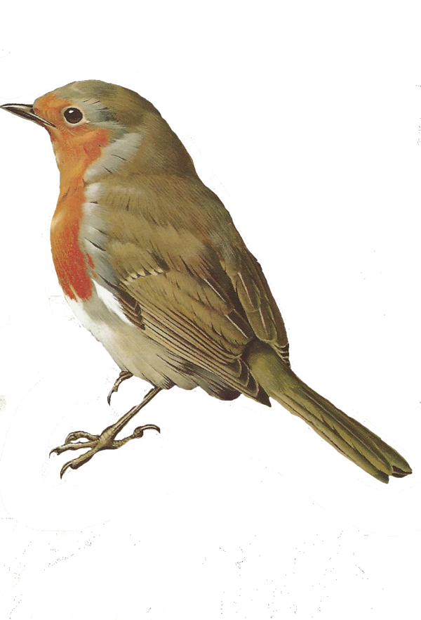 Imagen de pájaro de pájaro de Robin Europeo HQ