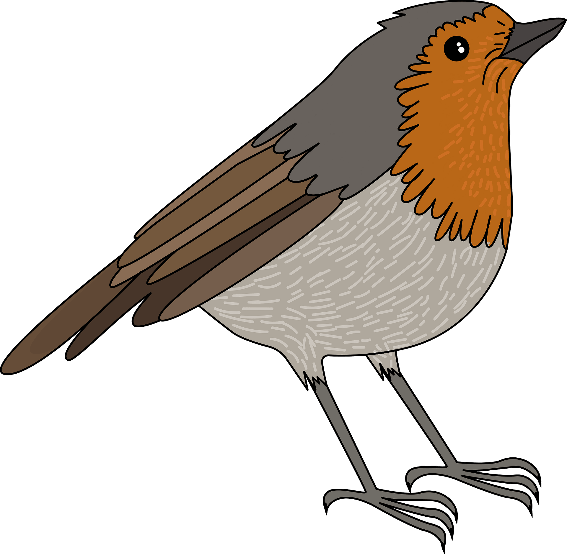Europäisches Robin-Vogel-PNG-Bild