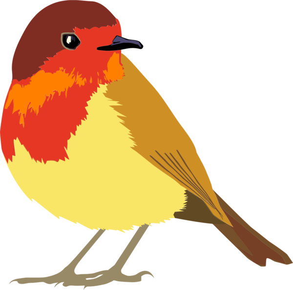 Europäisches Robin-Vogel-PNG-Foto