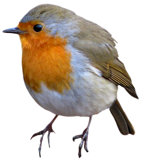 Europese Robin Bird PNG Pic HQ