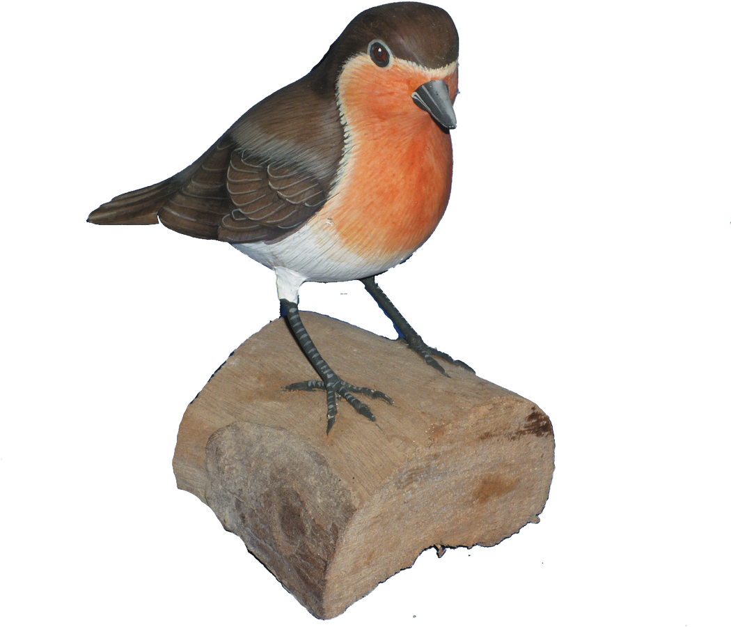 Pájaro de pájaro de Robin Europeo PNG