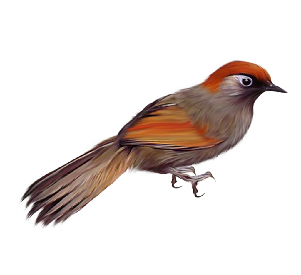 Imagen Transparente de Pájaro de Robin Europeo