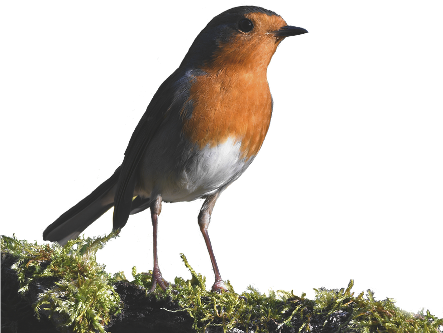 Picture européenne Robin PNG HQ