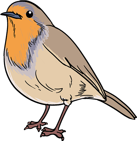 Europese Robin PNG Pic HQ