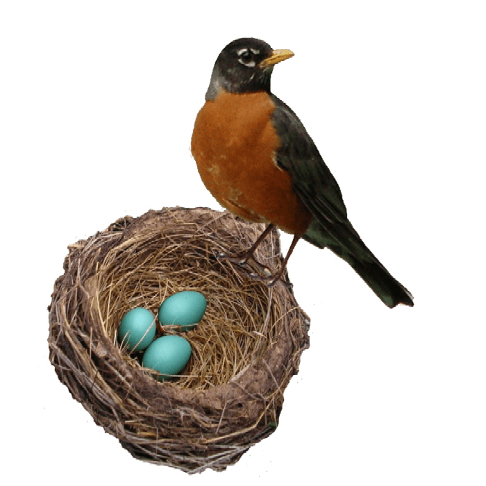 Europese Robin PNG Pic