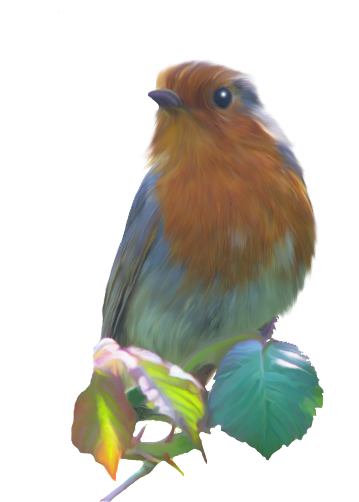 European Robin PNG Picture