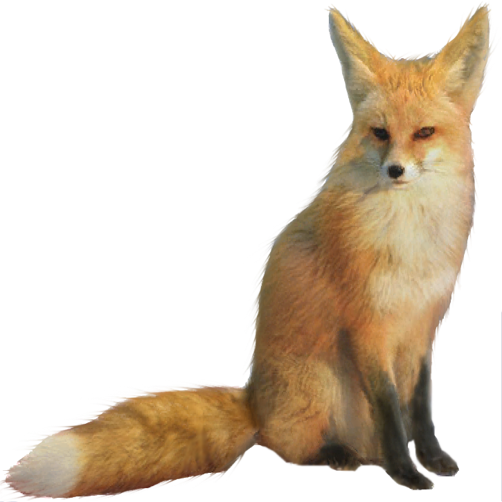 Fofo fennec fox PNG hq Pic