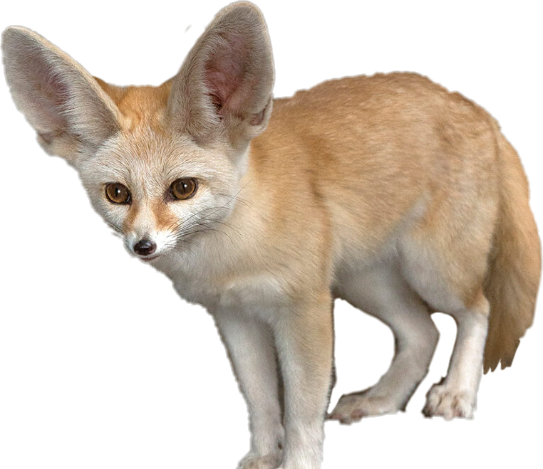 Cute Fennec Fox PNG Photo