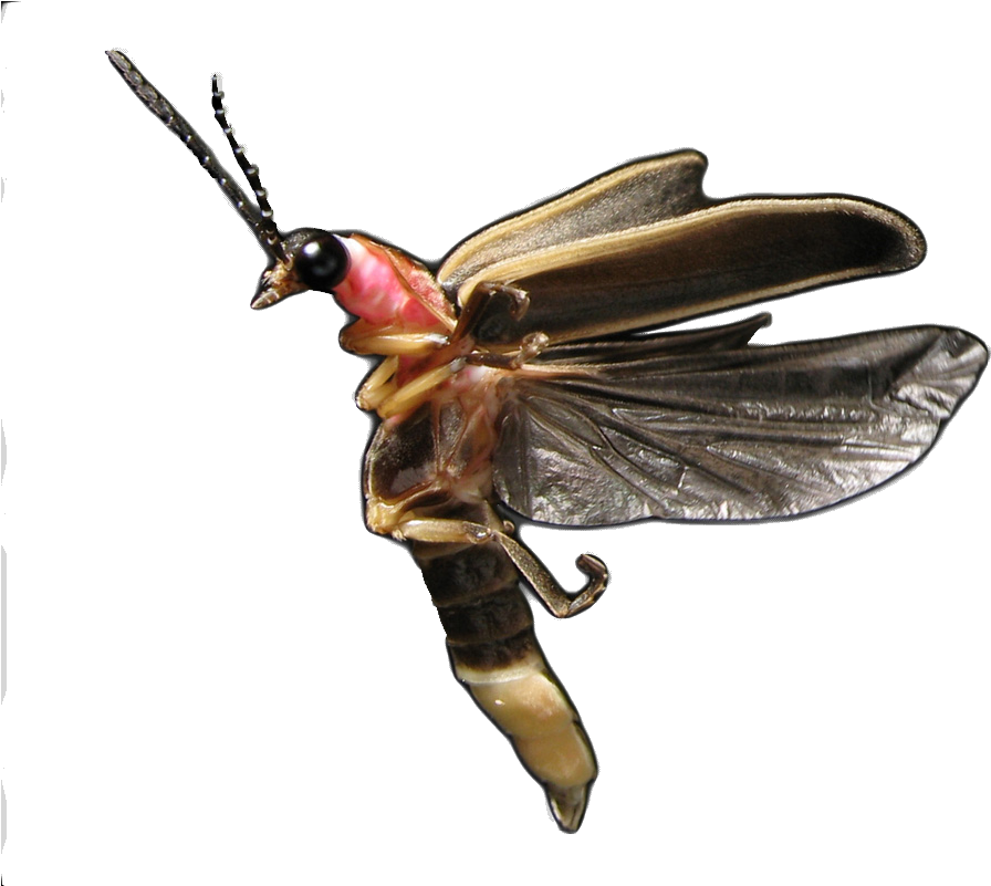 Immagine PNG Firefly