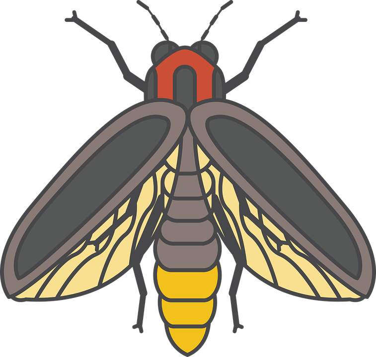 Image PNG Firefly